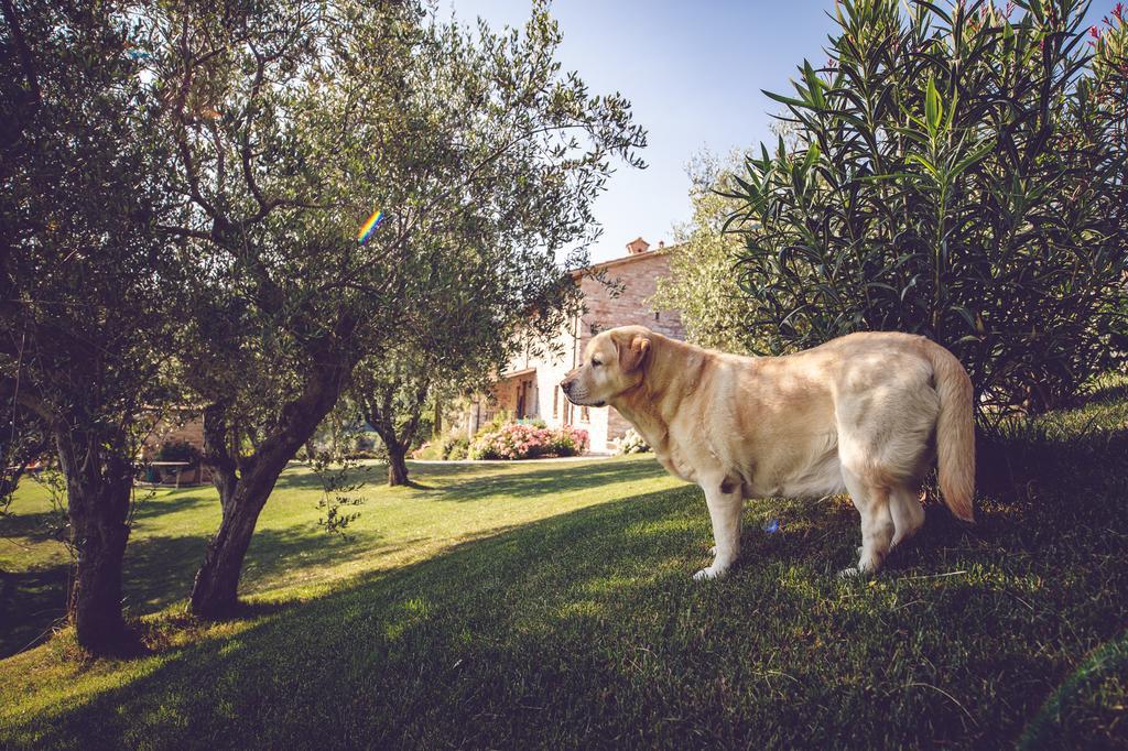 Agriturismo Casal San Sergio Fossombrone Exterior foto